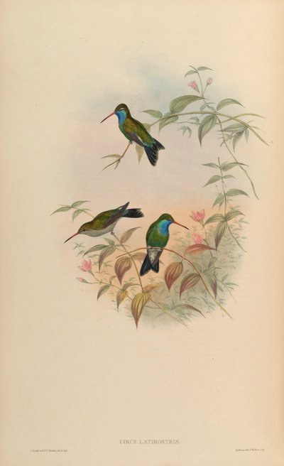 Circe latirostris de John Gould